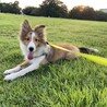 シェットランドシープドッグ 1歳 オス サムネイル4
