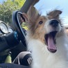 シェットランドシープドッグ 1歳 オス サムネイル5