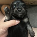 チワワ×ダックス/MIX犬/子犬/里親募集②