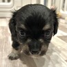 チワワ×ダックス/MIX犬/子犬/里親募集② サムネイル2