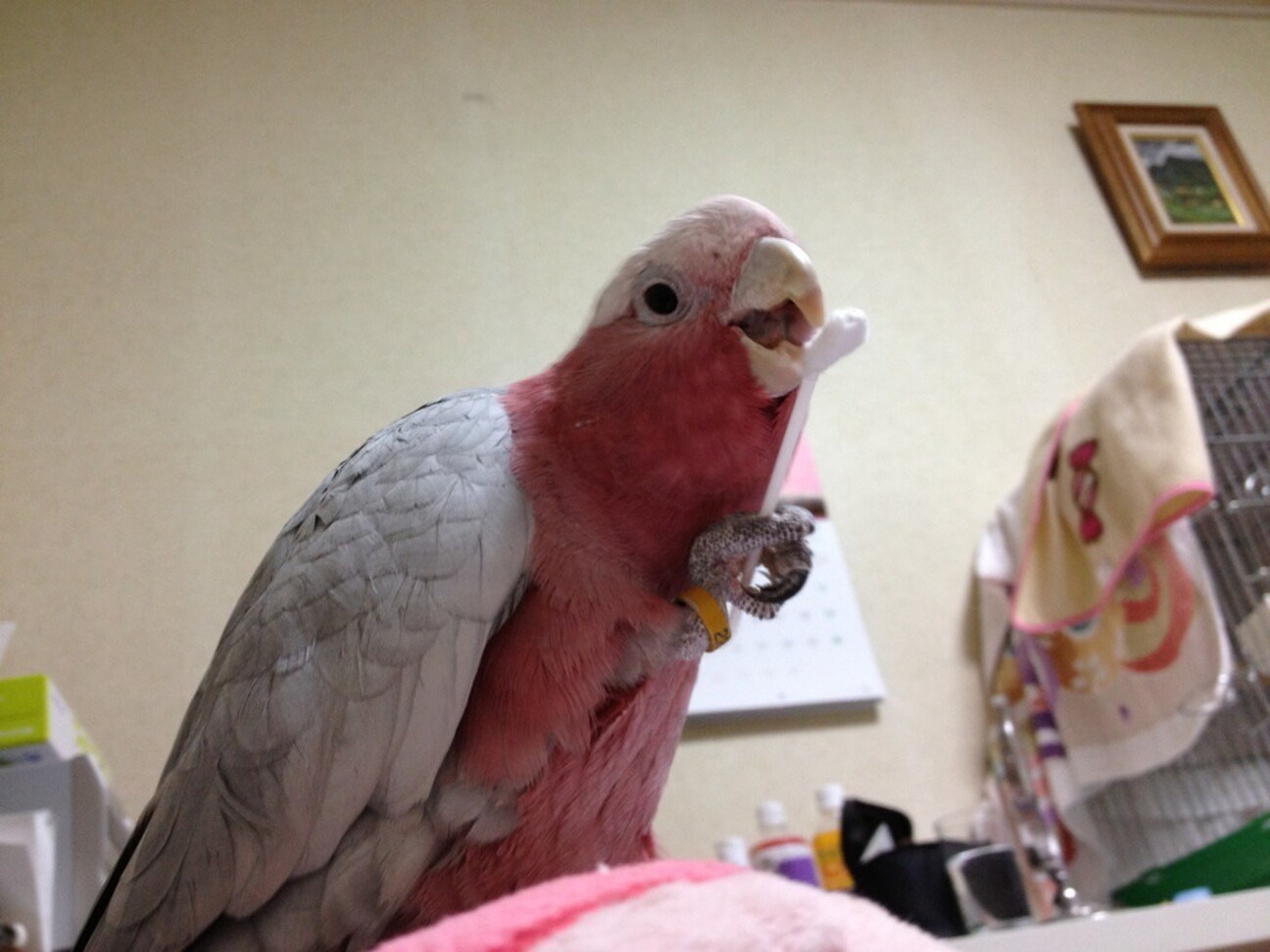 モモイロインコ里親募集」埼玉県 - 鳥の里親募集(541388) :: ペットの 