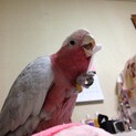モモイロインコ里親募集