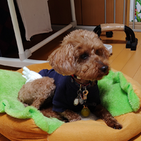 ｸﾞｸﾞちゃん
