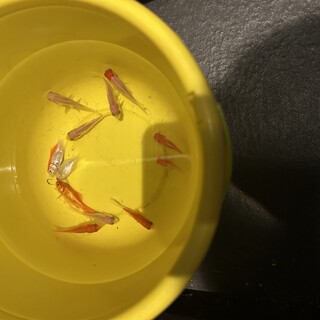 金魚を引き取っていただけませんか！