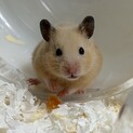    愛情を持って飼育してくださる方を探しています