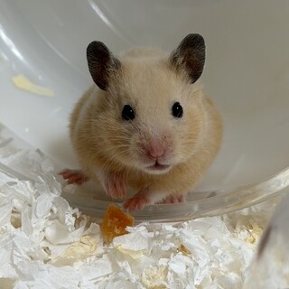    愛情を持って飼育してくださる方を探しています