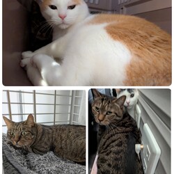予防接種追加接種の報告