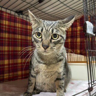 どんな猫ちゃんとも仲良くできる衣央(いお)ちゃん！