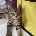 可愛いつぶらな瞳の子猫2ヶ月