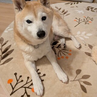 小柄な柴犬くん