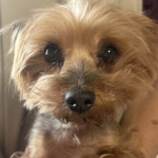 　ヨークシャテリアの女の子