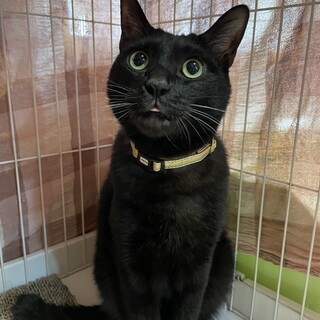 わんちゃんみたいなねこ、学くん！