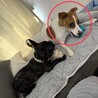 引き取って下さい。 サムネイル3