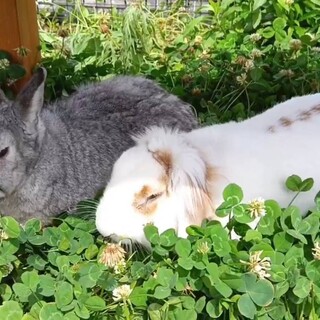 かわいいうさぎの長助くん