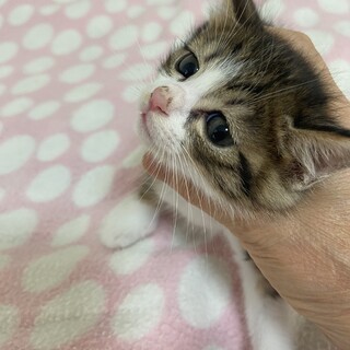 7ヶ月 アプリコット ト」東京都 - 犬の里親募集(538971) :: ペット