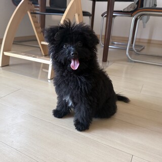 元気いっぱいポメプー