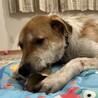 楽(がく) 男の子　マイペースな甘えん坊 サムネイル4