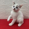 ラグドール風青い目の美猫2か月！❤ビーム サムネイル2