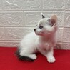 ラグドール風青い目の美猫2か月！❤ビーム サムネイル3