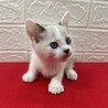 ラグドール風青い目の美猫2か月！❤ビーム サムネイル4