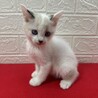 ラグドール風青い目の美猫2か月！❤ビーム サムネイル5
