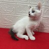 ラグドール風青い目の美猫2か月！❤ビーム サムネイル6