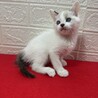 ラグドール風青い目の美猫2か月！❤ビーム サムネイル7