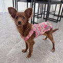 【子犬】人懐っこい甘えん坊さんです