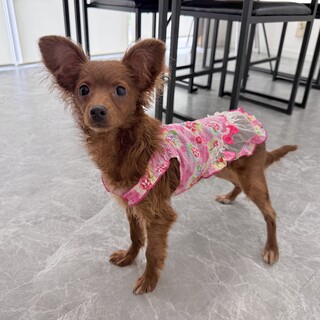 【子犬】人懐っこい甘えん坊さんです