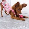 【子犬】人懐っこい甘えん坊さんです サムネイル3
