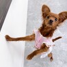 【子犬】人懐っこい甘えん坊さんです サムネイル4