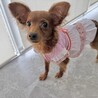 【子犬】人懐っこい甘えん坊さんです サムネイル5