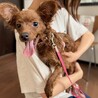 【子犬】人懐っこい甘えん坊さんです サムネイル7