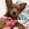 【子犬】人懐っこい甘えん坊さんです サムネイル6