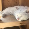 おこげげ