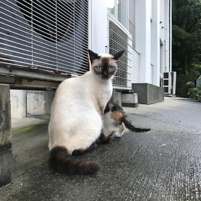 おこげげのカバー写真