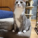 甘えん坊のソックス履いたサバトラ猫