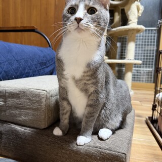 サバ白 × 香川県が募集対象」保護猫の里親募集情報 :: ペットのおうち