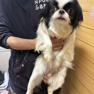 狆の女の子　一歳　琥珀ちゃん