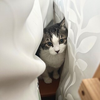 お外で頑張って暮らしていた大福くん⭐︎キジ白シニア
