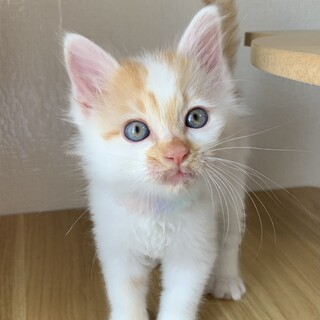 オリーブ　人大好き甘えん坊　珍しい長毛白茶の男の子