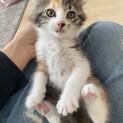 保護子猫みーちゃん半長毛三毛