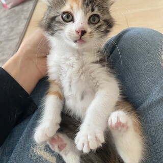 ヒョウ柄のイケニャン、控」兵庫県 - 猫の里親募集(378962