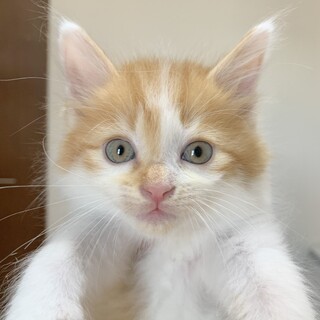 ユーカリ　元気一杯ビビり　珍しい茶白長毛
