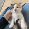 保護子猫しーちゃん半長毛三毛