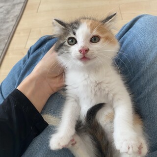 保護子猫しーちゃん半長毛三毛