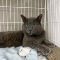 おっとり優しいグレー猫⭐︎ブルー⭐︎9歳♂