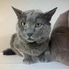 おっとり優しいグレー猫⭐︎ブルー⭐︎9歳♂ サムネイル3