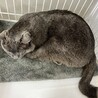 おっとり優しいグレー猫⭐︎ブルー⭐︎9歳♂ サムネイル4