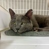 おっとり優しいグレー猫⭐︎ブルー⭐︎9歳♂ サムネイル5